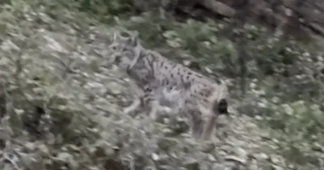 Sinop’ta nadir görülen vaşak kameraya yakalandı VİDEO İZLE