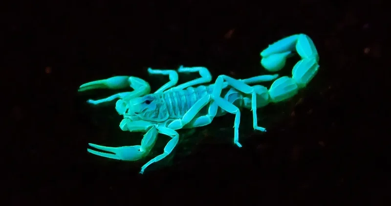 Vücutları metal zırhla kaplı: Akreplerin 300 milyon yıllık sırrı ortaya çıktı