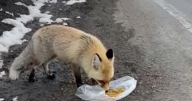 Gezen tilki nasibini buldu Erzurum Haberleri