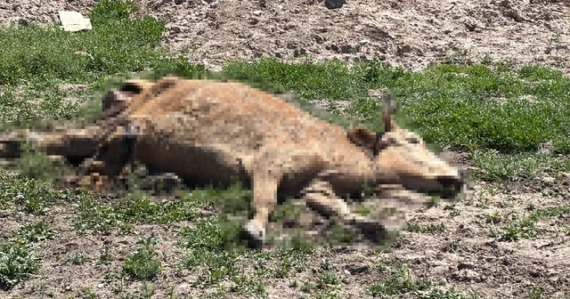 Aksaray da ölen hayvanlarını araziye atanlara 390 bin lira ceza Aksaray Haberleri