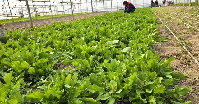 Tere ve roka üretilen seralardan denetim Afyonkarahisar Haberleri