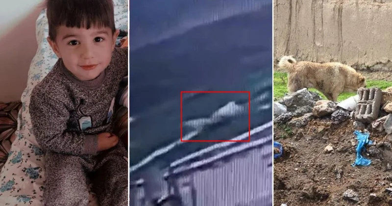 5 yaşındaki Hamza nın can verdiği köpek dehşetinin görüntüleri ortaya çıktı