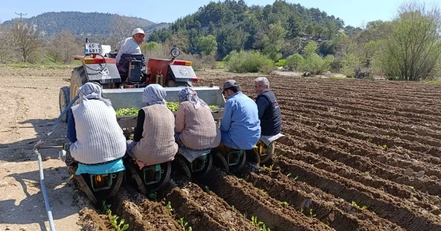 Selendi de tarım işçisi yevmiyesi 1400 TL oldu Manisa Haberleri