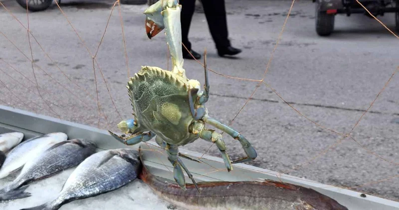 Karadeniz de nadir görülüyor! Balıkçılar avladı