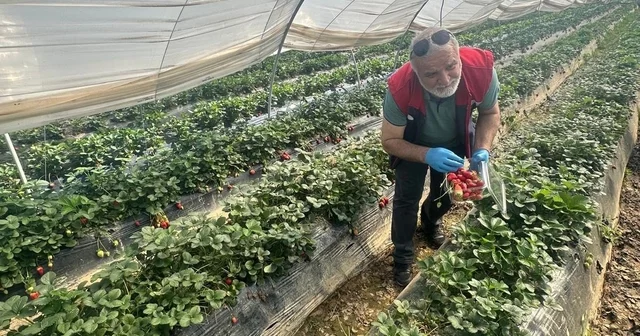 Köşk ten Sultanhisar a çapraz denetim Çilekte hasat öncesi pestisit kontrolü Aydın Haberleri