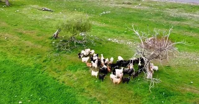 Konya’da çobansız sürü modeli dikkat çekiyor: Otu adadan suyu gölden VİDEO İZLE