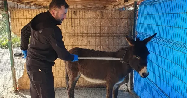 Sakarya haberleri Sakarya da cemaati ürküten eşek mahalleliye bela oldu 30 Nisan 2026