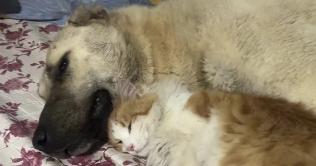 Kedi ile Kangal köpeklerinin dostluğu görenleri şaşırtıyor Sivas Haberleri