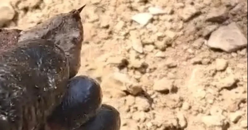 Türkiye nin en zehirli türlerinden biri ormanda görüntülendi Sözcü Gazetesi