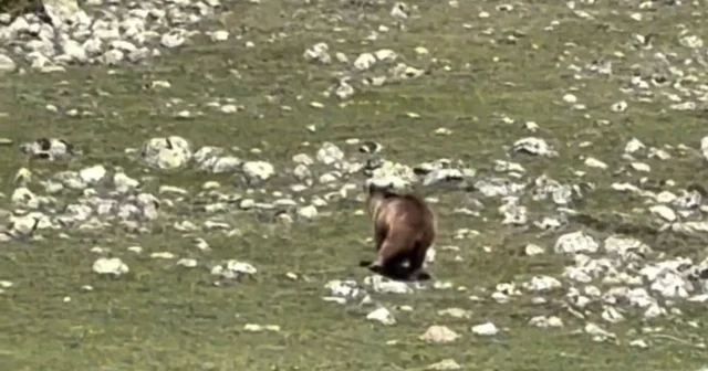 Yürümekte güçlük çeken bozayı ormana böyle ulaşmaya çalıştı Bolu Haberleri