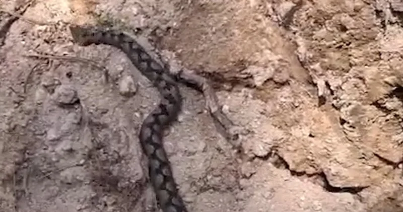 En zehirli türlerden! Orman işçileri kafkas burunlu engereği görüntüledi