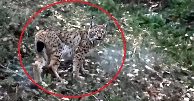 Sinop ta vaşak görüntülendi Sinop Haberleri