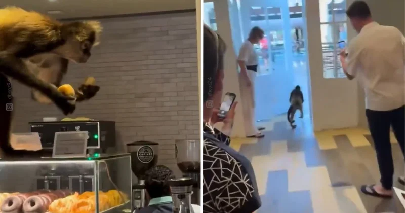 Meksika’da Tatlı soygun: Örümcek maymun pastaneyi bir hamlede boşalttı