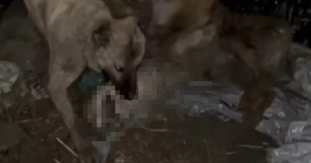 Ahıra girmeye çalışan kurdu kangallar telef etti Van Haberleri