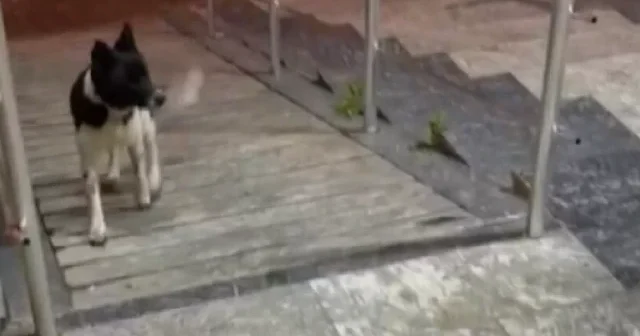 Görenler gözlerine inanamadı: Atların yanında büyüyen köpek rahvan yürümeyi öğrendi VİDEO İZLE