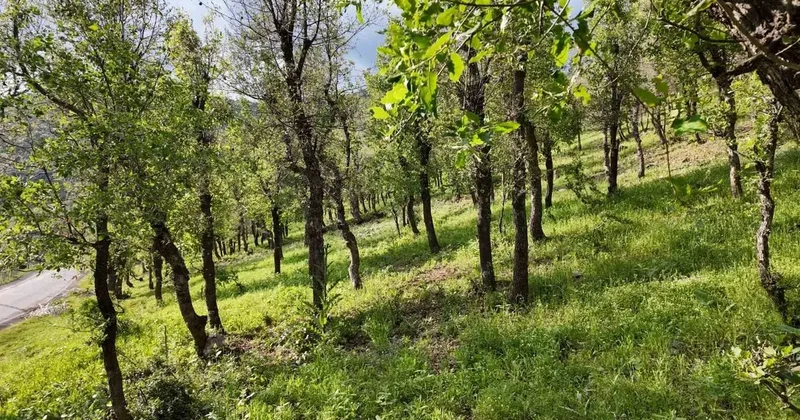 Şırnak’ta ormanlık alanda tırtıl istilası