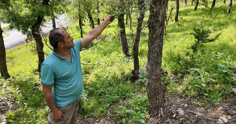 Şırnak ta Tırtıl İstilasına Dikkat!