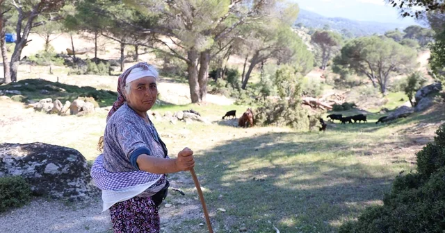 Beşparmak Dağları nda çobanlığı terk etmeyen sadece Rukiye bacı kaldı Bölgenin en genç çobanı 60 yaşına merdiven dayadı Aydın Haberleri
