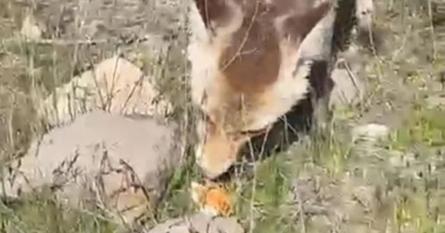 Ahlat ta aç tilki piknik sofrasına ortak oldu Bitlis Haberleri
