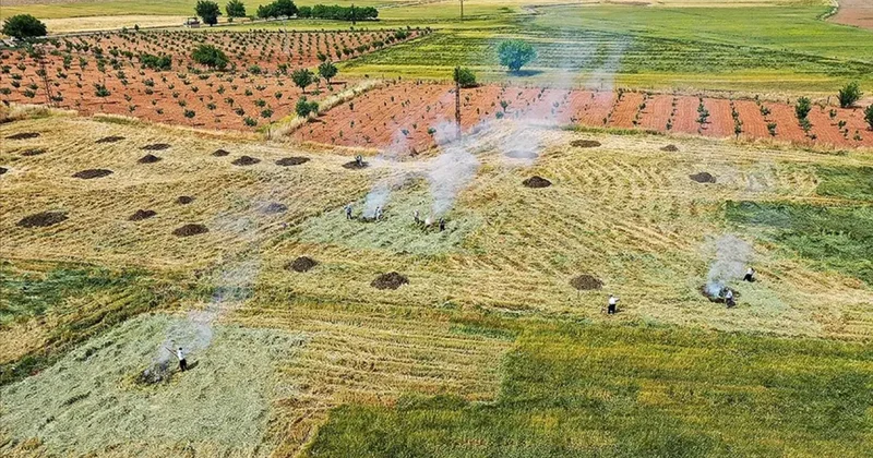 Gaziantep te coğrafi işaretli firik üretimi başladı