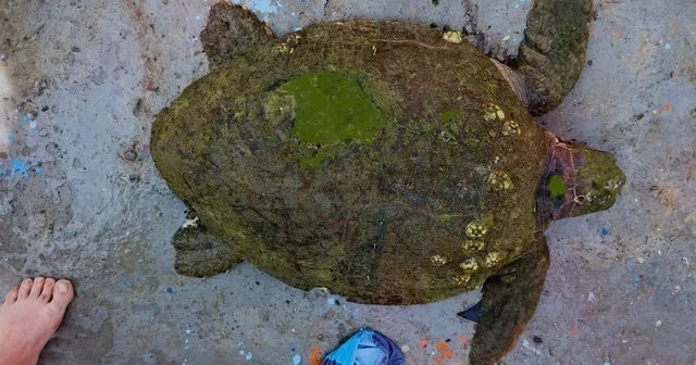 Yaralı Caretta caretta ya yardım eli uzandı Aydın Haberleri
