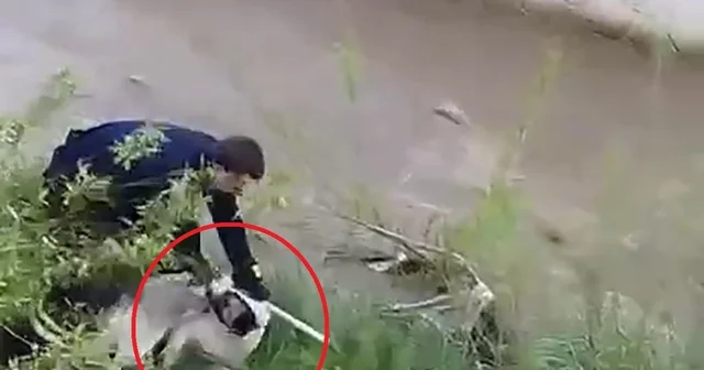 Çar Çayı na düşen köpeği, elini ısırmasına rağmen kurtardı Muş Haberleri