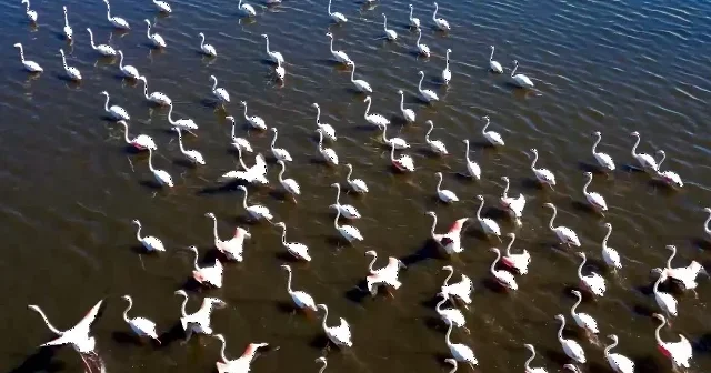 Eber Gölü’nde flamingo şöleni: Kartpostallık görüntüler oluştu VİDEO İZLE