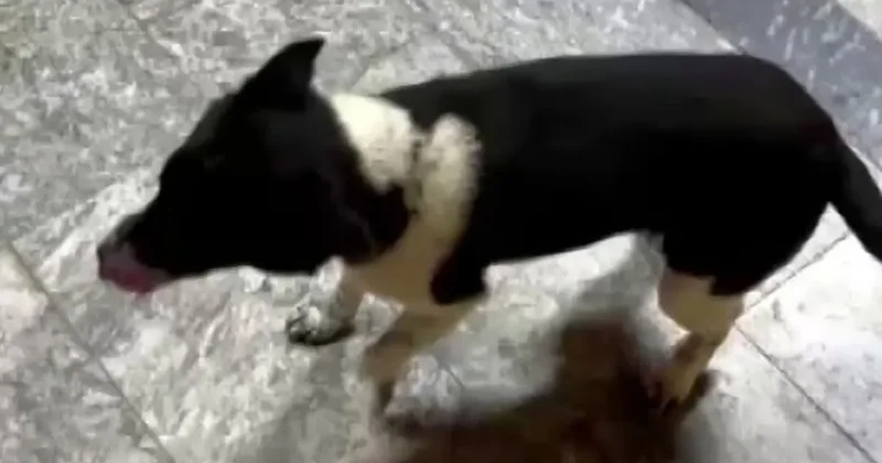 Atların yanında büyüyen köpek, yürüyüşüyle ilgi odağı oldu