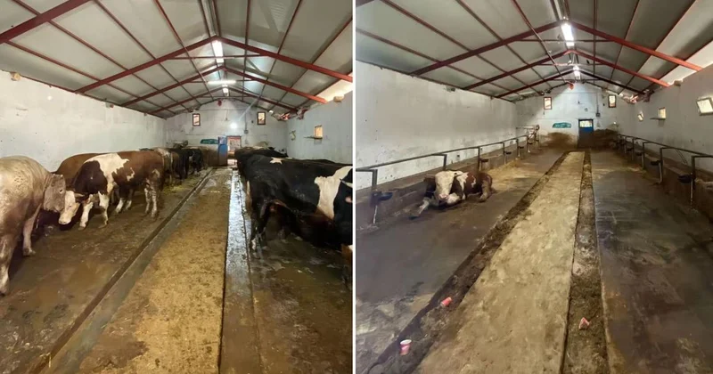 Rakam inanılmaz! İşte bütün kurbanlıklarını satan besicinin 1 yılda kazandığı para