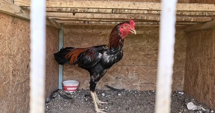 Horoz dövüşüne baskın! Bahis oynayan 50 kişiye 650 bin TL ceza