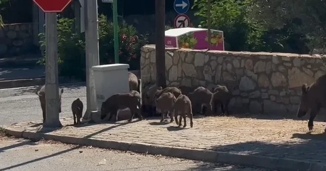Bodrum un caddelerinde domuz istilası: Dev sürü gündüz vakti yollarda cirit attı VİDEO İZLE
