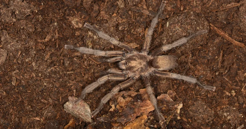 Aydın da 34 yıl önce bulunan tarantula Türkiye faunasına eklendi