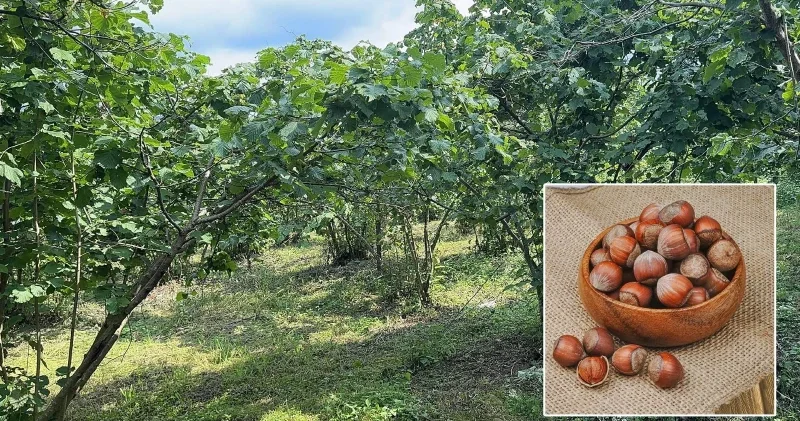 Türkiye nin fındığında büyük dönüşüm: Verimi artıracak proje resmen başladı Giresun Haberleri