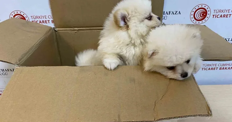 Bakanlıktan yavru köpeklere yönelik kaçakçılık girişimine geçit yok