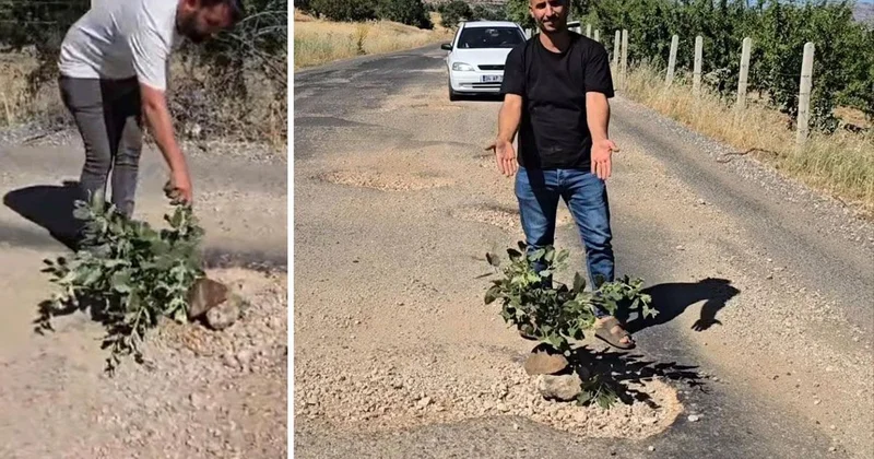 Çukurlar halkı canından bezdirdi! Seslerini duyurmak için yol ortasına ağaç diktiler