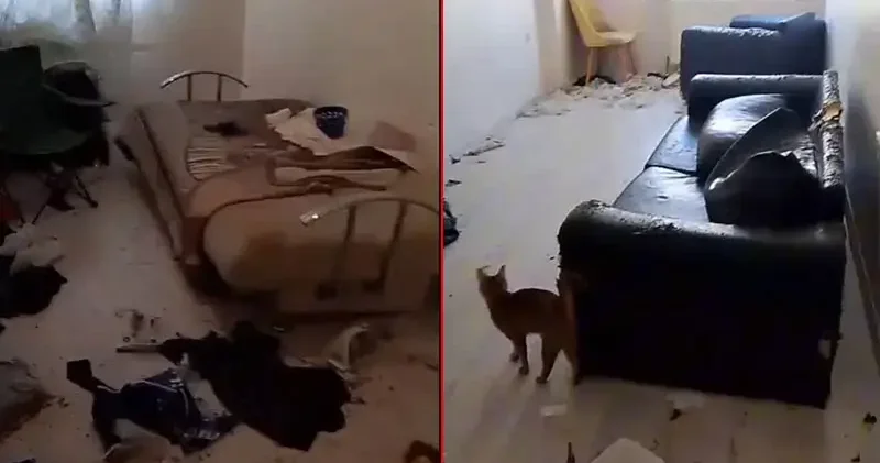 Savcılık kararıyla girilen çöp evdeki 6 kedi koruma altına alındı