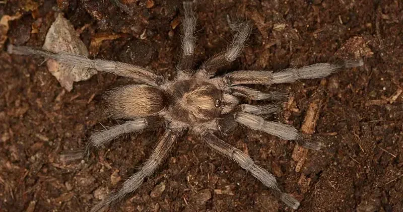 Türkiye nin yeni tarantula türü tescillendi