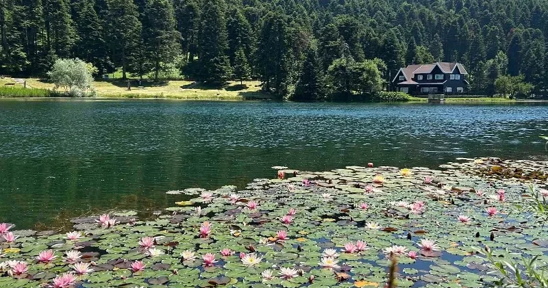 Bolu’da bu çiçeği koparmanın cezası bir araba parası: Bakmak serbest dokunmak yasak Bolu Haberleri