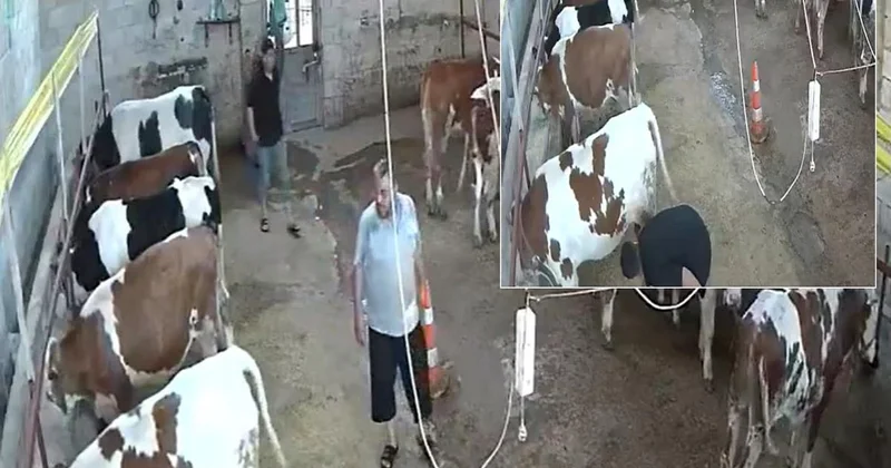 Okulu bitirip babasının yanına dönen genç, ahırda kabusu yaşadı