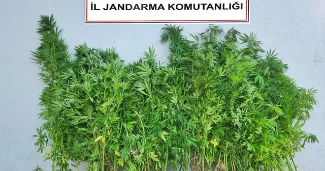 Karabük te uyuşturucu operasyonu: 6 şüpheli adliyeye sevk edildi Jandarmanın 3 günlük operasyonunda uyuşturucu madde ve 73 kök kenevir ele geçirildi Karabük Haberleri Habertürk Yerel Haberler