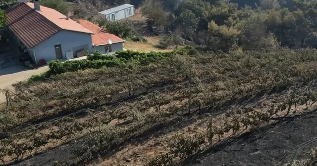 Alevler yılların emeğini kül etti...300 dönüm üzüm bağı ve tesis de küle döndü 300 dönümlük üzüm bağı küle döndü, üretim tesisi ve restoran da alevlerden kurtulamadı Balıkesir Haberleri Habertürk Yerel Haberler