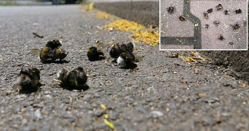 Uzmanlardan şaşırtan açıklama! Kaldırımlardaki ölü arıların nedeni ortaya çıktı