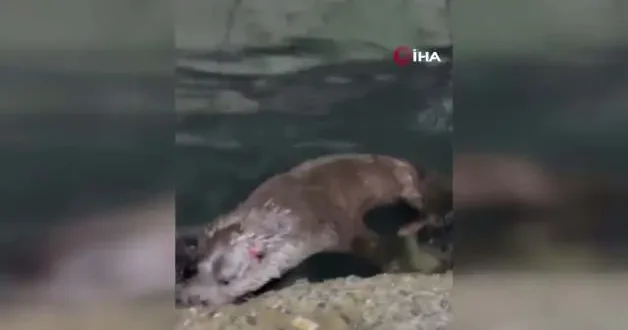 Rize de kıyıya yanaşan su samuru balıkçı barınağını mesken tuttu