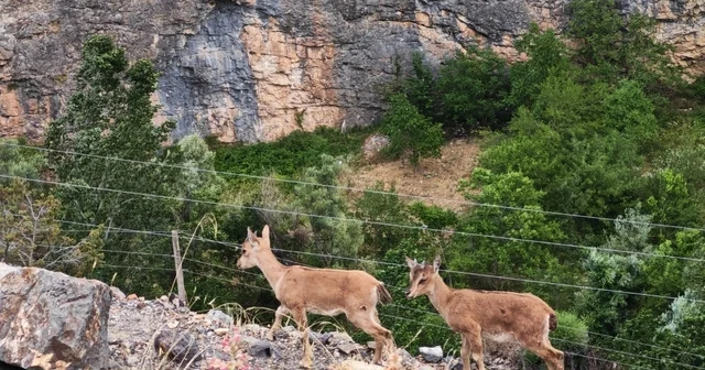 Yerinde duramayan yavru yaban keçilerinin kayalar üzerindeki oyunu kamerada Gümüşhane Haberleri Habertürk Yerel Haberler