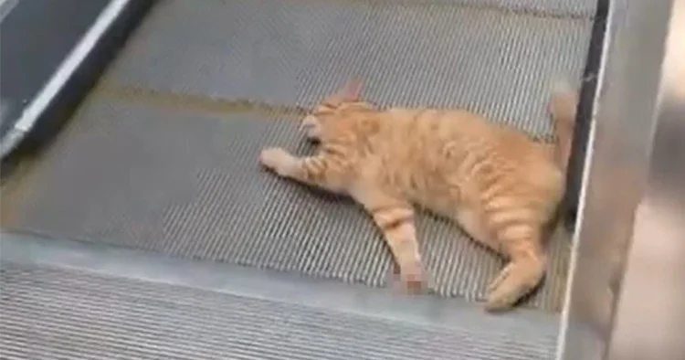 İstanbul daki metro istasyonunda kedi yürüyen merdivene sıkıştı