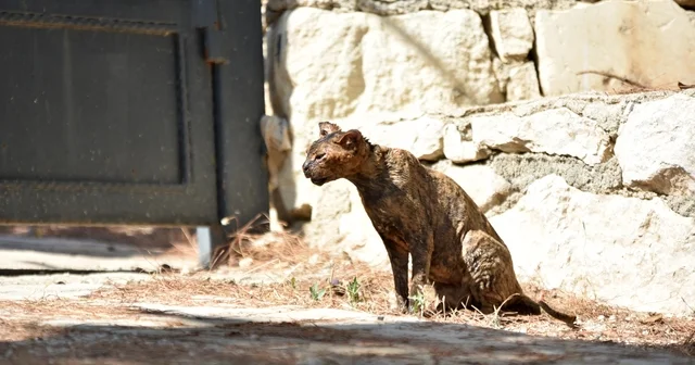 Alevlerin arasında kalan kedi Luna , tedaviye alındı Antalya Haberleri Habertürk Yerel Haberler