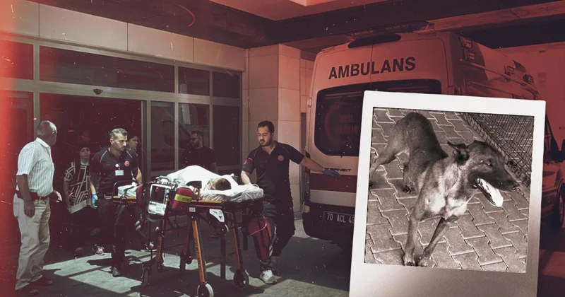 Karaman da 3 yaşındaki çocuğa saldıran köpeğin sahibi tutuklandı