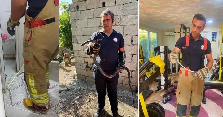 Hatay’da yerleşim yerlerinde görülen yılanlar itfaiye ekipleri tarafından yakalandı