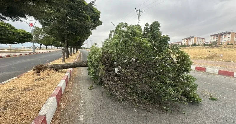 Van da şiddetli rüzgar! Ağaçlar devrildi