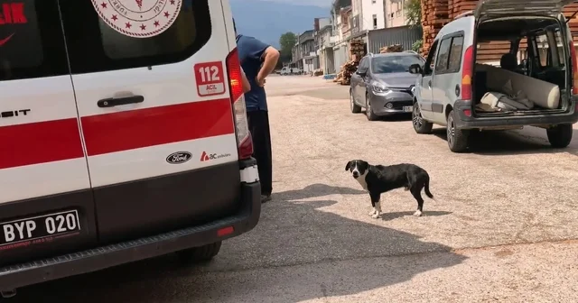 Köpeğe çarpmamak için manevra yapınca motosikleti devrilip, yaralandı Bursa Haberleri Habertürk Yerel Haberler